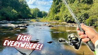 Spotted Bass Creek Fishing MADNESS with the Rooster Tail [upl. by Moclam]