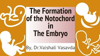 3rd week embryo Development  Formation of the notochord  DrVaishali [upl. by Assylla]