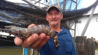 Tiger shrimp invade Louisiana waters [upl. by Edelsten257]