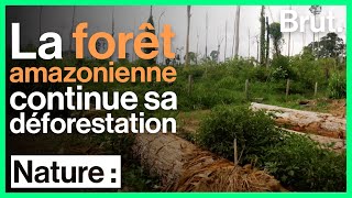 Brésil  la déforestation se poursuit à un rythme effréné [upl. by Alathia211]