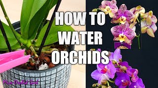 Orchid Care for Beginners  How to water Phalaenopsis Orchids [upl. by Mylor]