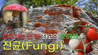 없어서는 안 될 최고의 분해자 진균  진균Fungi [upl. by Acker163]