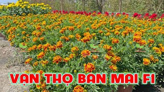 VẠN THỌ BAN MAI TRỒNG TẾT [upl. by Anikal]