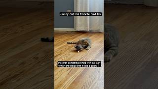 Sunny with the bird toy from Amazon cat catlover catshorts amazing fyp cutecat viralvideo [upl. by Eidnas]