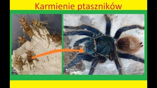 164 Karmienie ptaszników [upl. by Ybeloc830]