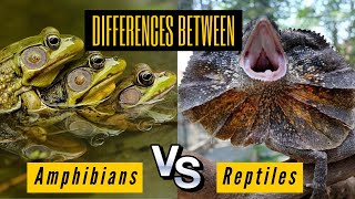 Key The Differences Between Amphibians and Reptiles  Comparison and Similarities [upl. by Aenyl339]