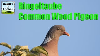 Ringeltaube Common Wood Pigeon [upl. by Tortosa380]