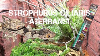 The ULTIMATE Australian ARID Bioactive build  Spiny Tailed Geckos  Strophurus ciliarus aberrans [upl. by Anaeirb]