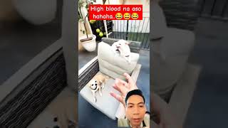 High blood na aso chihuahua puppy funny dog pets trending trendingshorts [upl. by Abba139]