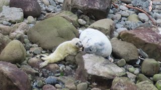 quotAre you my mummyquot Newborn Grey Seal relentlessly chases after older pup on Rathlin Island [upl. by Aitsirk]