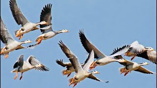 Goose hunting  Bar headed Geese hunting  The Most Beautiful Goose Hunting 2023 [upl. by Urien]