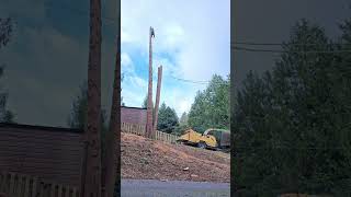 CEDAR TREE REMOVAL  RENTON WA MULTIStem Pouring [upl. by Snej]