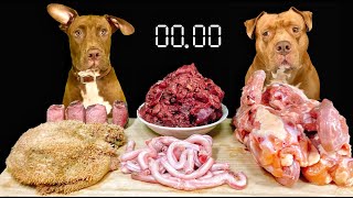 生肉や骨をボリボリ食べるピットブルの咀嚼音で耳が幸せすぎる【犬のASMR】 [upl. by Pacien]