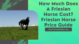 How Much Does A Friesian Horse Cost — Friesian Horse Price Guide [upl. by Madella]