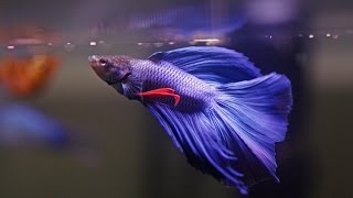 HOW TO Care for Betta Fish [upl. by Bate408]