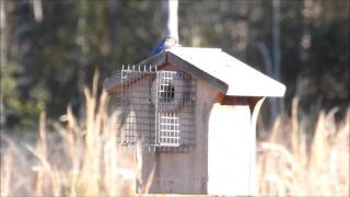 Bluebird nest box [upl. by Dino]