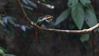 Rufoustailed Jacamar struggles with butterfly catch [upl. by Maitund799]