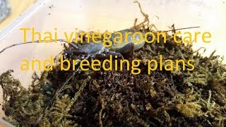 thai vinegaroon care and breeding project [upl. by Eahsat]