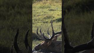 Midday Bull Wallowing elk outdoors elkhunting [upl. by Ydisac648]