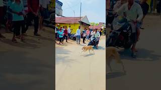 Greyhound Dog race 2024  Kolhapur dog race  Dog racing  Dog race in Kolhapur  shorts [upl. by Leumhs]