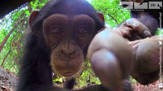 Robotic Spy Tortoise Makes Friends With Cheeky Chimps [upl. by Stedmann]