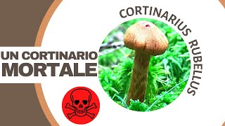 Cortinarius rubellus o speciosissimus  Un altro fungo mortale [upl. by Ennaharas519]