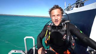 SCUBA Dive the Ningaloo Reef  Ningaloo Whaleshark Swim [upl. by Rann123]