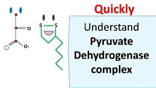 Pyruvate dehydrogenase complex [upl. by Pepillo]