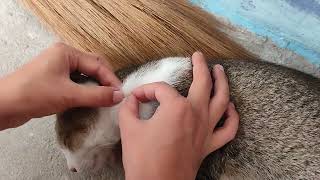 Killing and removing cat fleas  Popping fleas on cat [upl. by Ahsienat951]