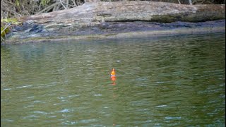 Float Fishing FRESH Winter Steelhead BOBBER DOWNS [upl. by Germana]