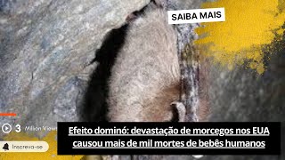 🟢Efeito dominó devastação de morcegos nos EUA causou mais de mil mortes de bebês humanos [upl. by Attenahs]