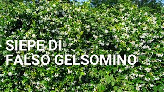 Siepe di Falso Gelsomino [upl. by Stiegler]