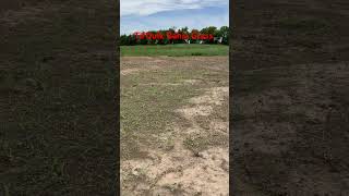 Tifquik Bahia Grass Seed Over seeding pasture [upl. by Island]