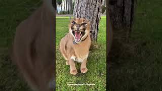 Pumba Tried to Attack with Hissing caracal floppa [upl. by Arataj]