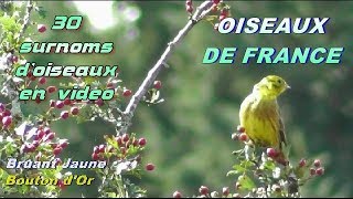 30 SURNOMS dOISEAUX en vidéo [upl. by Stacy]