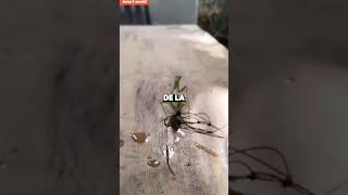 Le parasite qui fait fuir tous les insectes  😨🔥 [upl. by Biron]