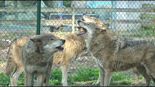 AWESOME WOLVES HOWLING wolf VOCALIZATION Wölfe heulen hurlement des loups Zoo Tiergarten Worms [upl. by Abner]