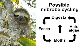 Illumina Webinar Utilizing mixed amplicon sequencing to investigate tree sloths and symbionts [upl. by Iggep]