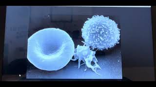 Bloodborne Pathogens Training Video [upl. by Aracal]