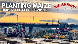 Killen Bros  Planting Maize under the Foyle Bridge [upl. by Marka81]