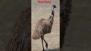 Emu Farm at Jamshedpur bigbirds shorts youtubeshorts [upl. by Llednyl]