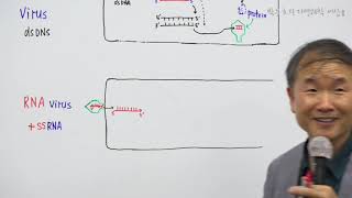 18바이러스의 3가지 분류법RNA Virus ssRNA1 [upl. by Ovida151]