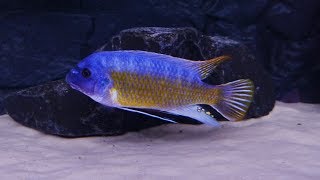 Labeotropheus Fuelleborni Katale WF [upl. by Anoiuq421]