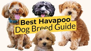 Best Havapoo Dog Breed Guide 📃🔴 2023 🔴 [upl. by Airasor]