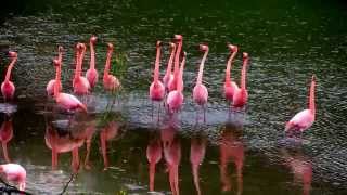 Galapagos Pink Flamingos Dance at Isabella Island [upl. by Shewmaker829]