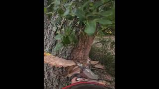 Exploding Trees arborist shorts drone [upl. by Eigram557]