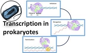 Prokaryotic Transcription overview [upl. by Gonzales]