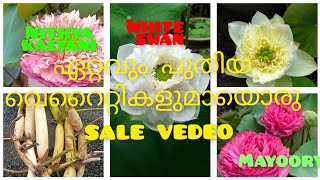 latest veritys lotus tubers available for saleoffer pricehealthy tubersnaazus world [upl. by Yran]