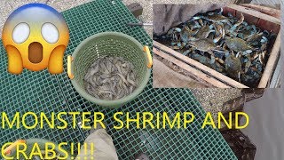 How to Catch Shrimp with Cast Net  How to Catch Monster Blue Crabs  Catching Shrimp with Cast Net [upl. by Euqinor]