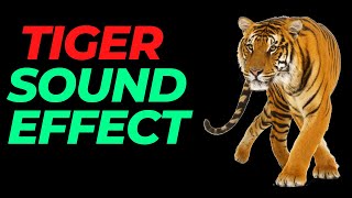 Tiger sound effect no copyright  Tiger noises  Tiger Roar  HQ Tiger sound effect tiger growling [upl. by Namso]